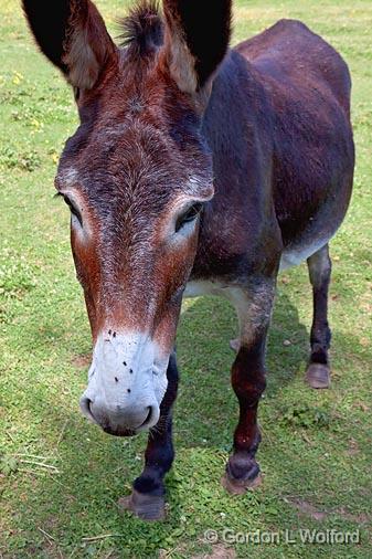 Donkey Up Close_04756.jpg